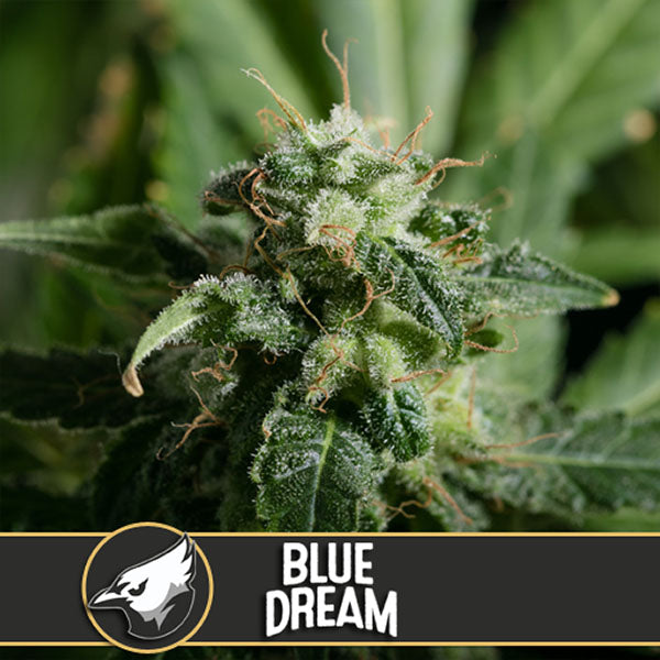 Blue Dream 3 pcs. fem. Blimburn Seeds