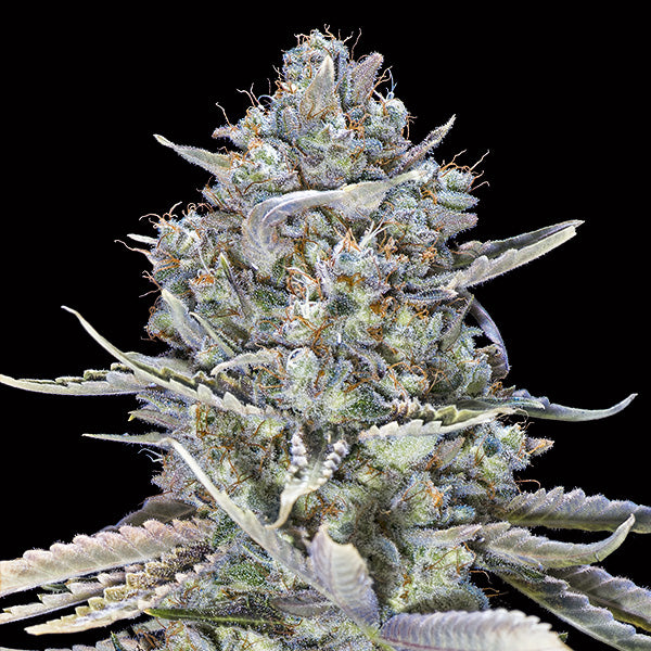Blue Dream Fast   3 u. fem. 00 Seeds