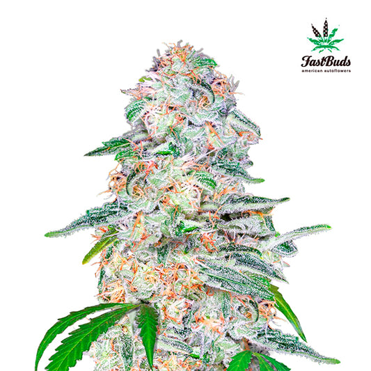 Blue Dream´matic  1 u. fem. FastBuds Seeds