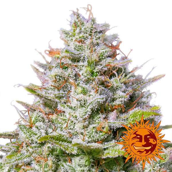 Blue Gelato 41- 25 pz. fem Barney´s