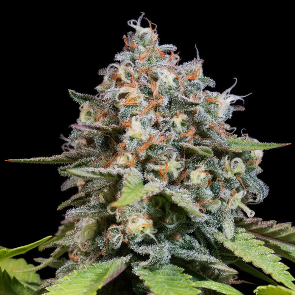 Blue Gem 5 fem. seeds Paradise Seeds