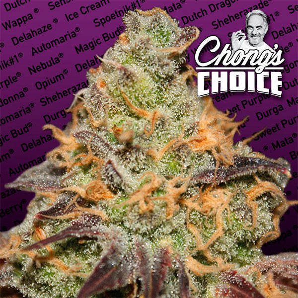 Blue Kush Berry  5 u. fem. Paradise Seeds