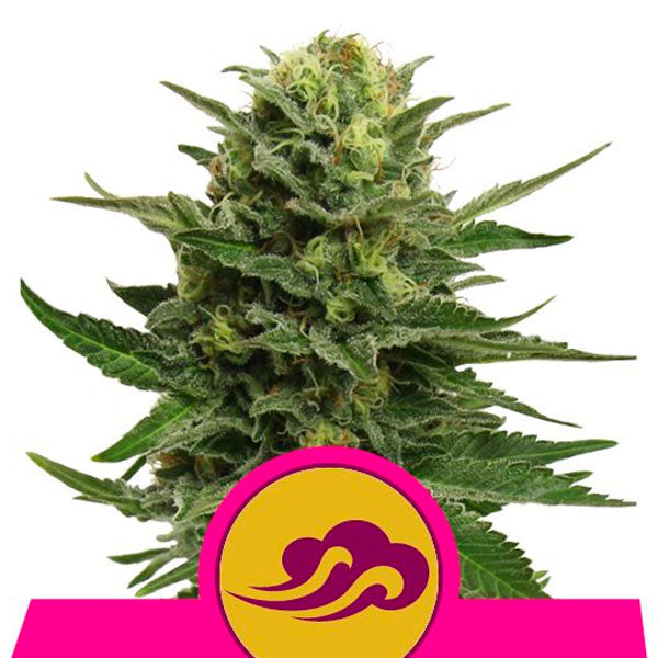 Blue Mystic 5 u. fem. Royal Queen