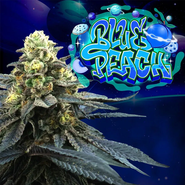 Blue Peach 3+1 u. fem Perfect Tree