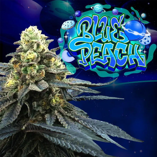 Blue Peach 6 u. fem Perfect Tree