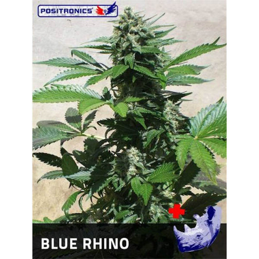 Blue Rhino 5 u. fem. Positronics Seeds