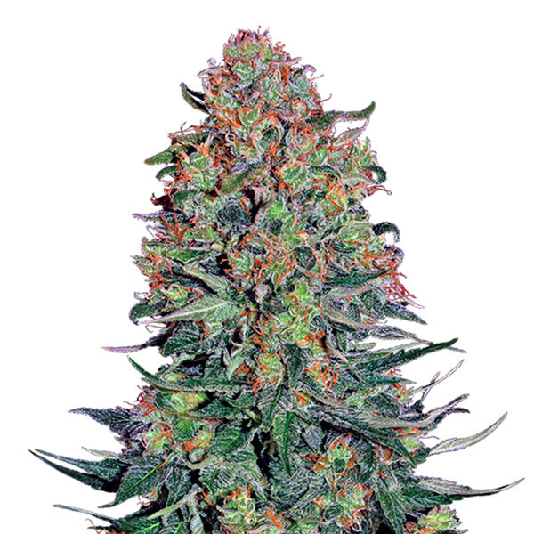 Blue Skunk 3 fem. units Sensi Seeds