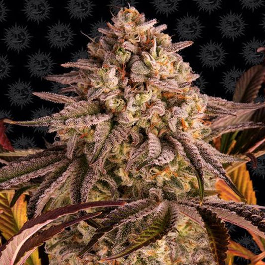 Blue Sunset Sherbet  3 u. fem. Barney's
