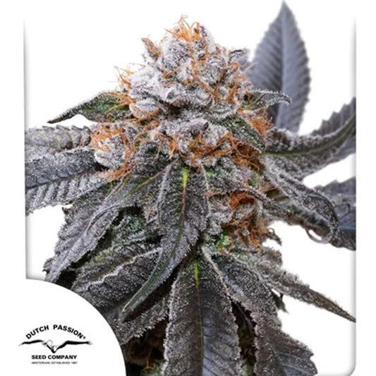 Blue Zushi   3 u. fem. Dutch Passion