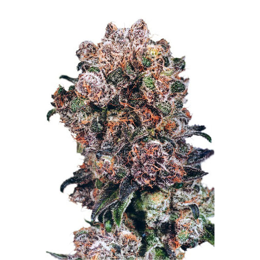 Blueberry 3 unità fem. Dutch Passion