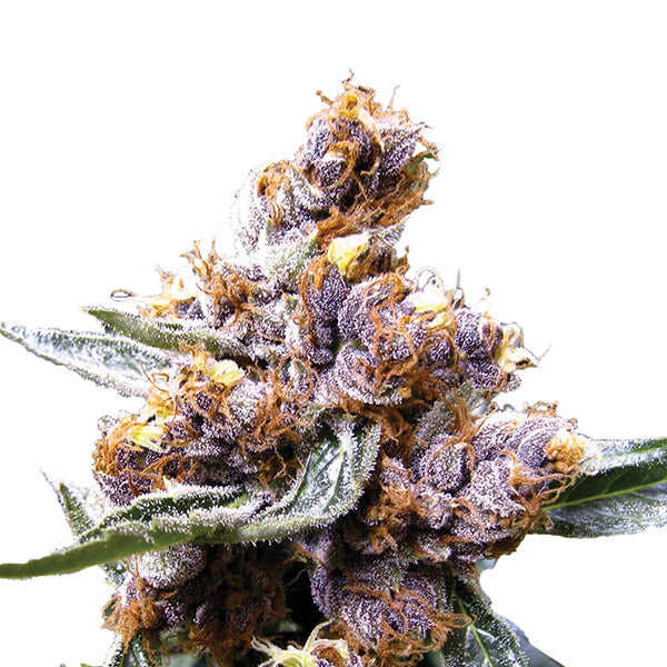 Blueberry 5 units fem. Nirvana