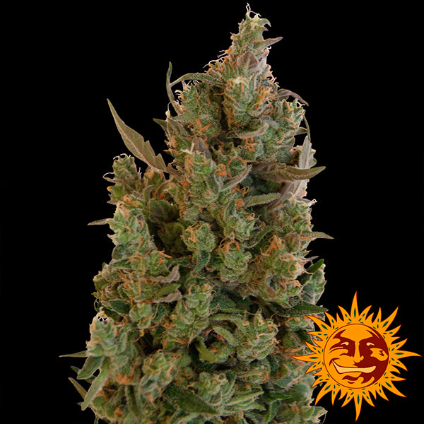Blueberry Cheese 10 u. fem. Barney's