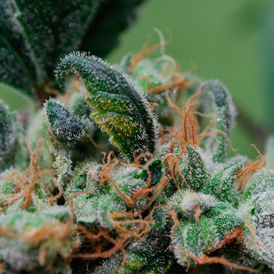 Blueberry Cheesecake 4 u. fem. Female Seeds