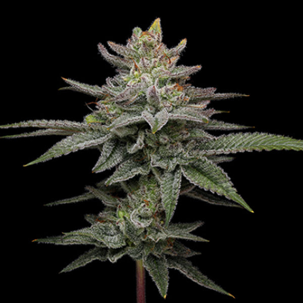 Blueberry Cupcake 3 u. fem Humboldt Seeds Company