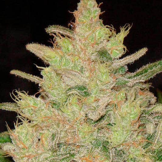 Blueberry Ghost OG  3 u. fem. Original Sensible