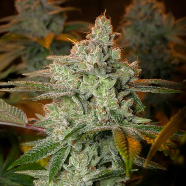 Blueberry Glue 10 pc. fem. Expert Seeds