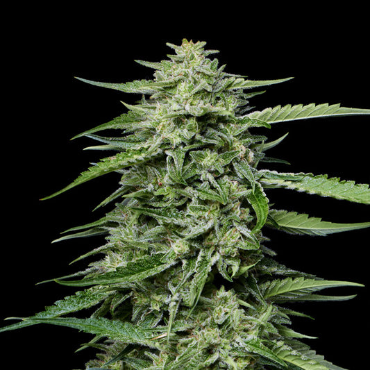 Blueberry Honey 3 u. fem Humboldt Seeds Company