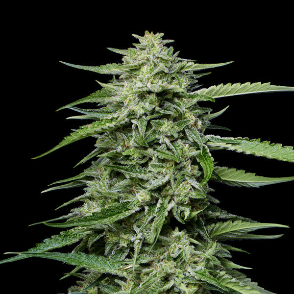 Blueberry Honey 5 u. fem Humboldt Seeds Company