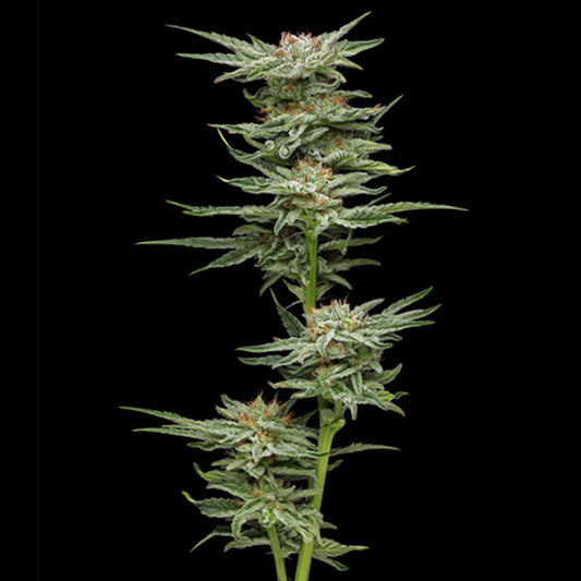 Blueberry Muffin 3 u. fem Humboldt Seeds Company