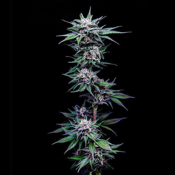 Blueberry Pancakes 3 u. fem Humboldt Seeds Company