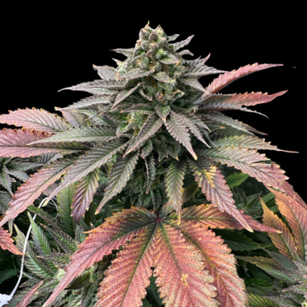 Boobies 5 u. fem Edizione Limitata Gratefull Seeds