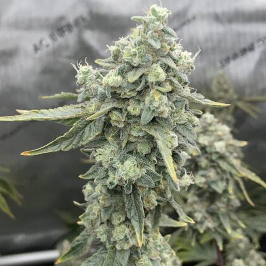 Boof Boss  6 ud. fem Elev8 Seeds