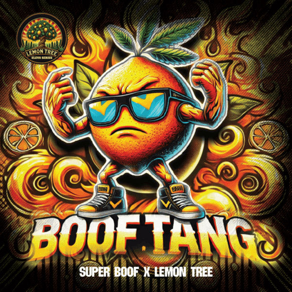 Boof Tang 6 ud. fem Elev8 Seeds