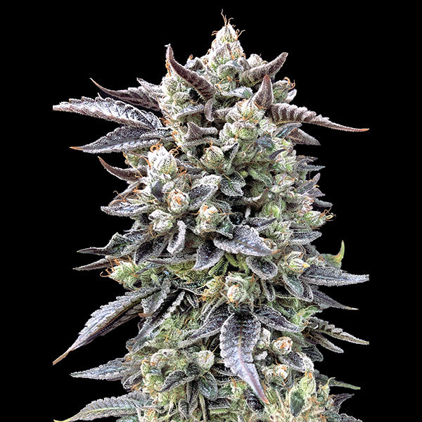 Brain Stroke Fast  3 ud High Speed Buds