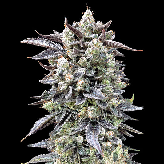 Brain Stroke Fast  3 ud High Speed Buds