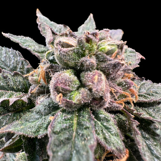 Bro Science 5 u. fem Gratefull Seeds