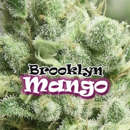 Brooklyn Mango 4 fem. Dr Underground