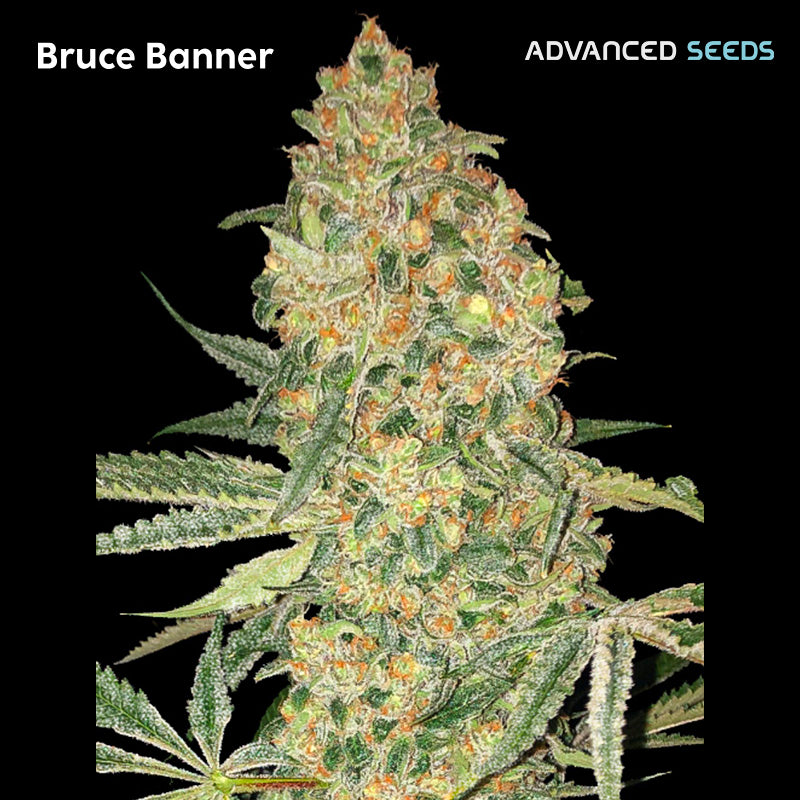 Bruce Banner 3 + 1 u. fem. Advanced Seeds