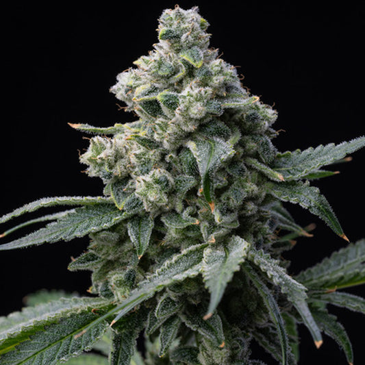 Bruce Banner 1 u. femm. Barney's