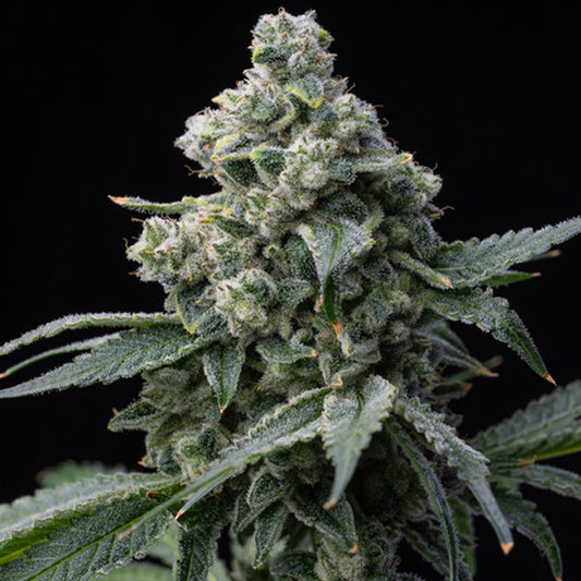 Bruce Banner 25 u. fem Barney's