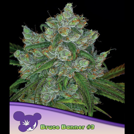 Bruce Banner #3 -  3 u. fem Anesia