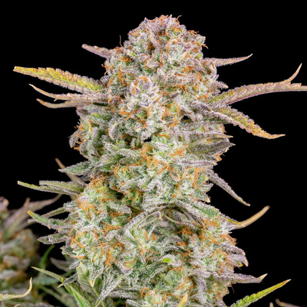 Bruce Banner Auto 5 u. fem. FastBuds Seeds