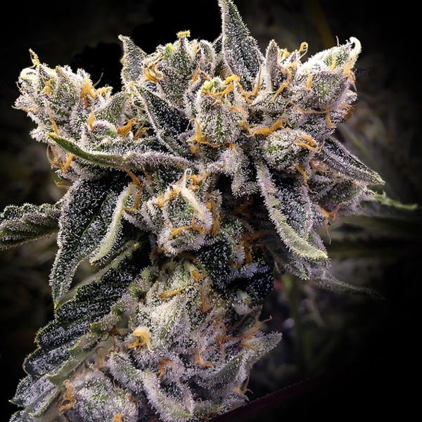 Bruised Banana 5 u. fem. DNA Genetics