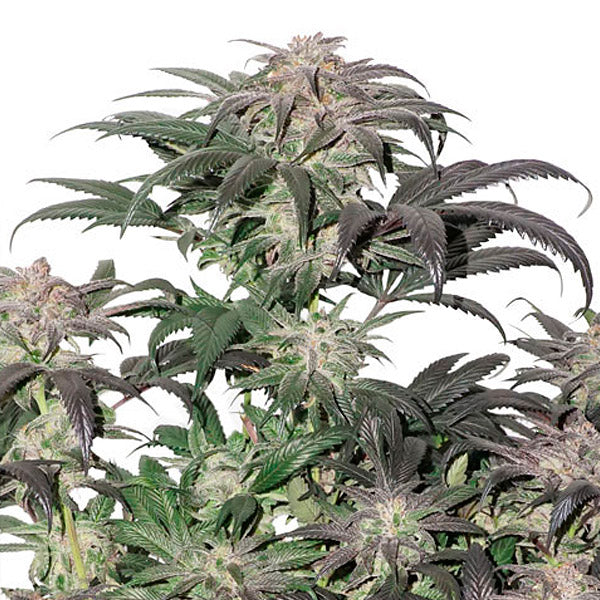 Bubba Island Kush   3 ud. fem. Dutch Passion