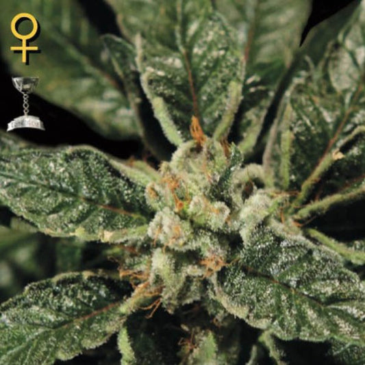 Bubba Kush 1 pc. fem. Green House