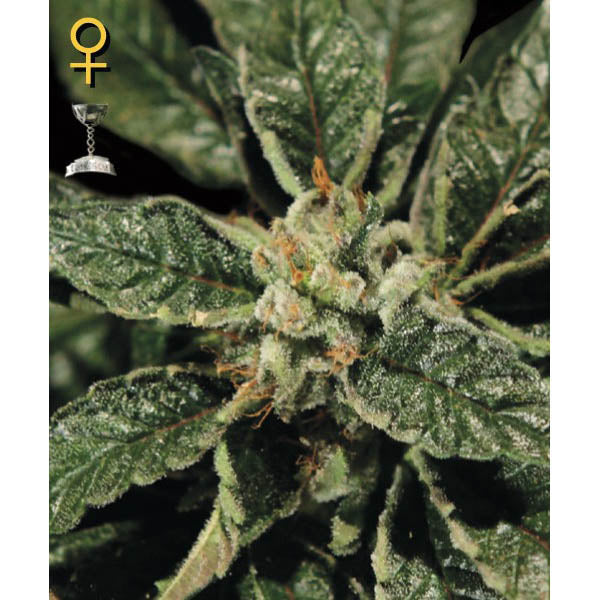 Bubba Kush 3 pcs. fem. Green House
