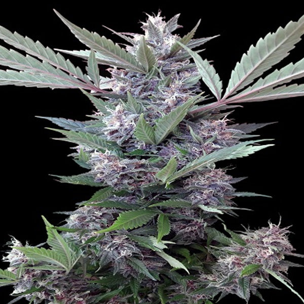 Bubba Kush x PCK 1 u. fem. Ace Seeds