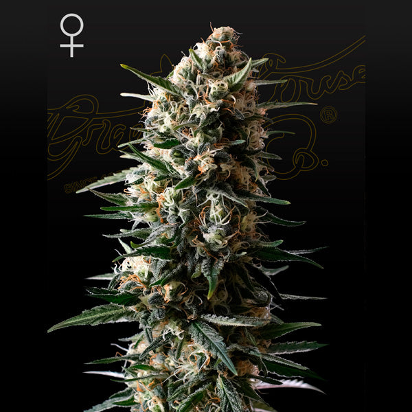 Bubba Slush 1 pc. fem. Green House