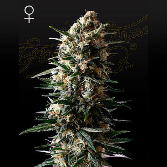 Bubba Slush 1 pc. fem. Green House