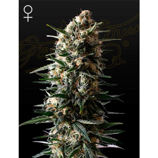 Bubba Slush 10 female seeds Green House