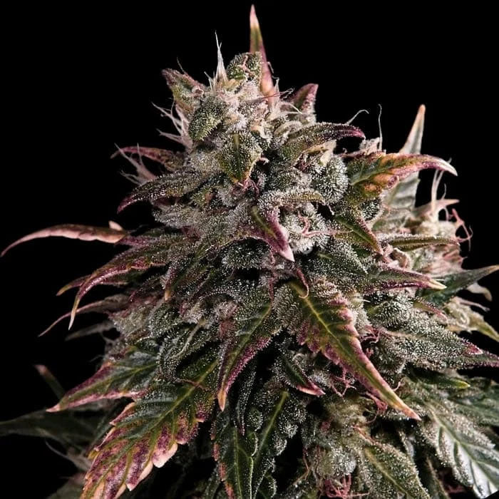 Bubble Bath 10 u. fem Empire Seeds