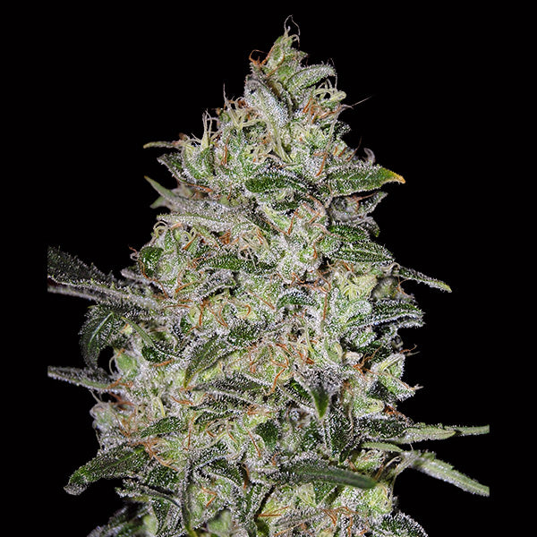 Bubble Gum Fast  25 u. fem. 00 Seeds