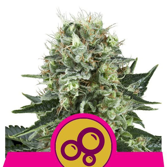 Bubble Kush  1 u. fem. Royal Queen