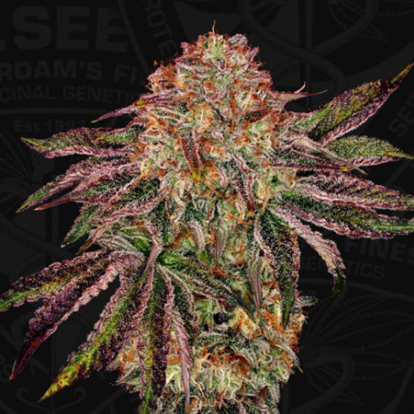 BubbleGummiez  2 u. fem. 710 Limited Pack T.H. Seeds