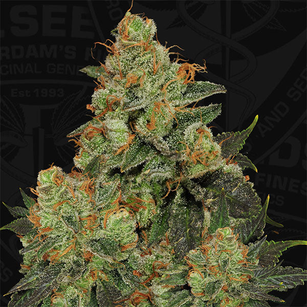 Bubblegum 2 u. fem. T.H. Seeds