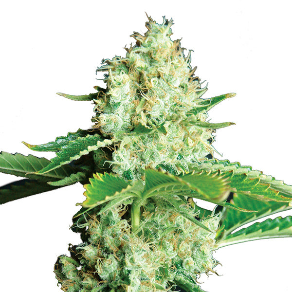 Bubblelicious 5 fem. seeds Nirvana